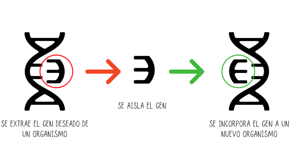 alimentos transgenicos